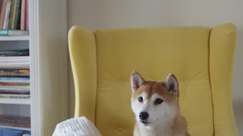 A Dog Seated On A Yellow Chair