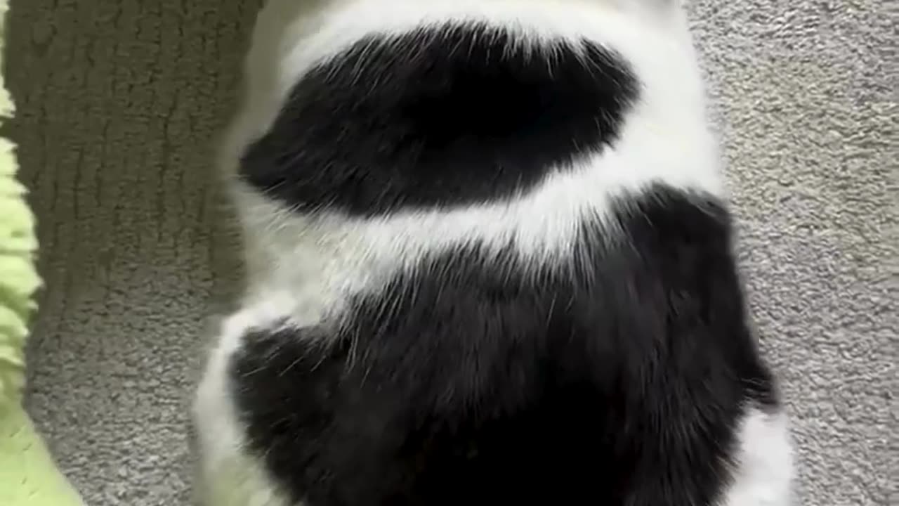 Cute Cats & Funny Cats 😍😍😅😅 #cats #reels #shorts #viral #pets #mmvcats