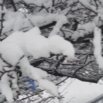 Knocking snow off branches for fun