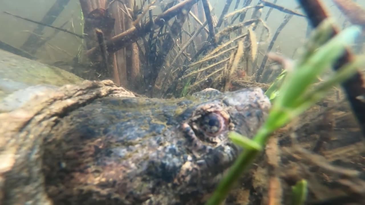 Snapping Turtle