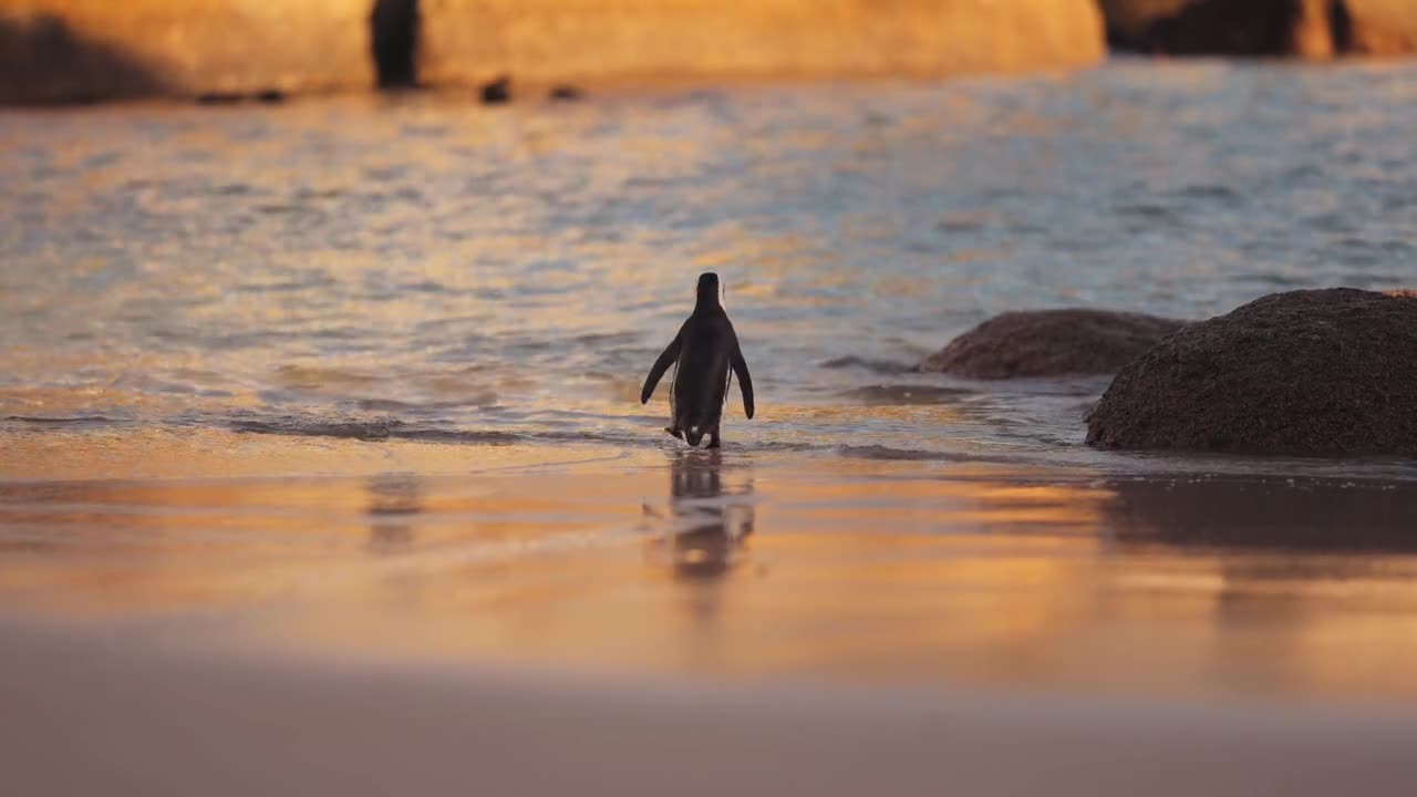 A Cute Penguin Walking on the Beach