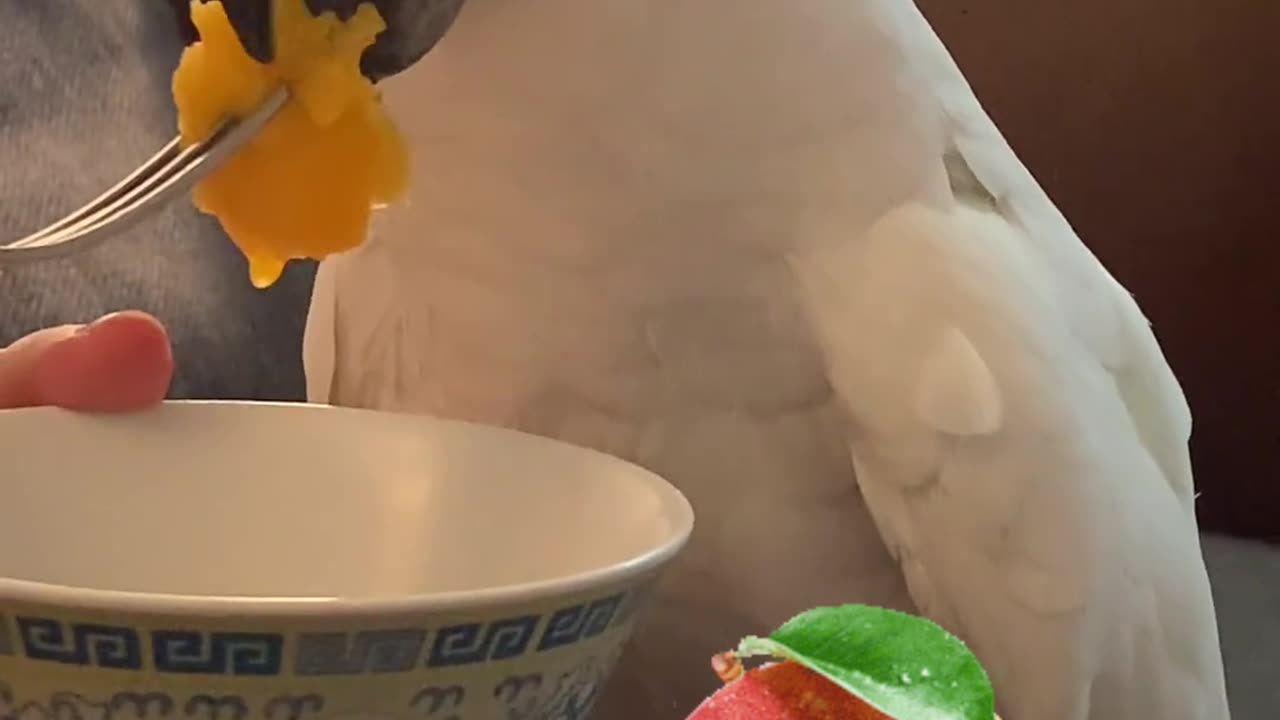 Funny parrot |cockatiel parrot | Funny birds | Funny animals