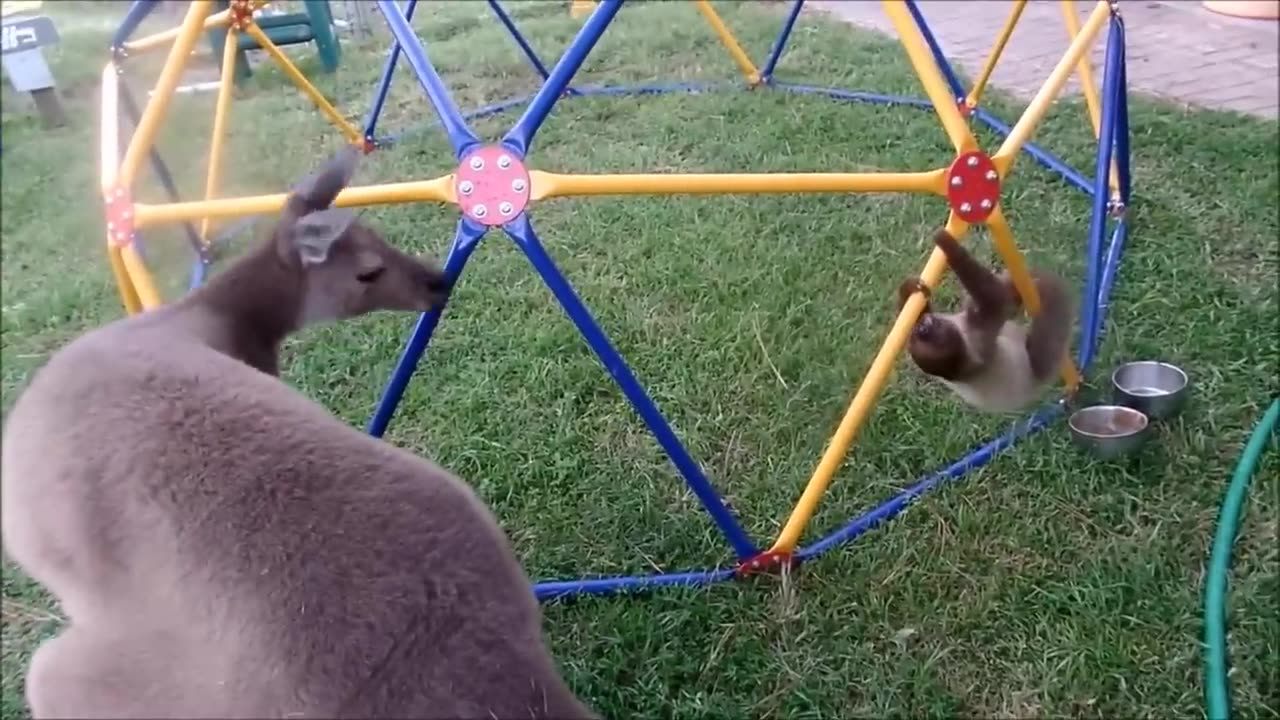 Baby Sloths Being Sloths