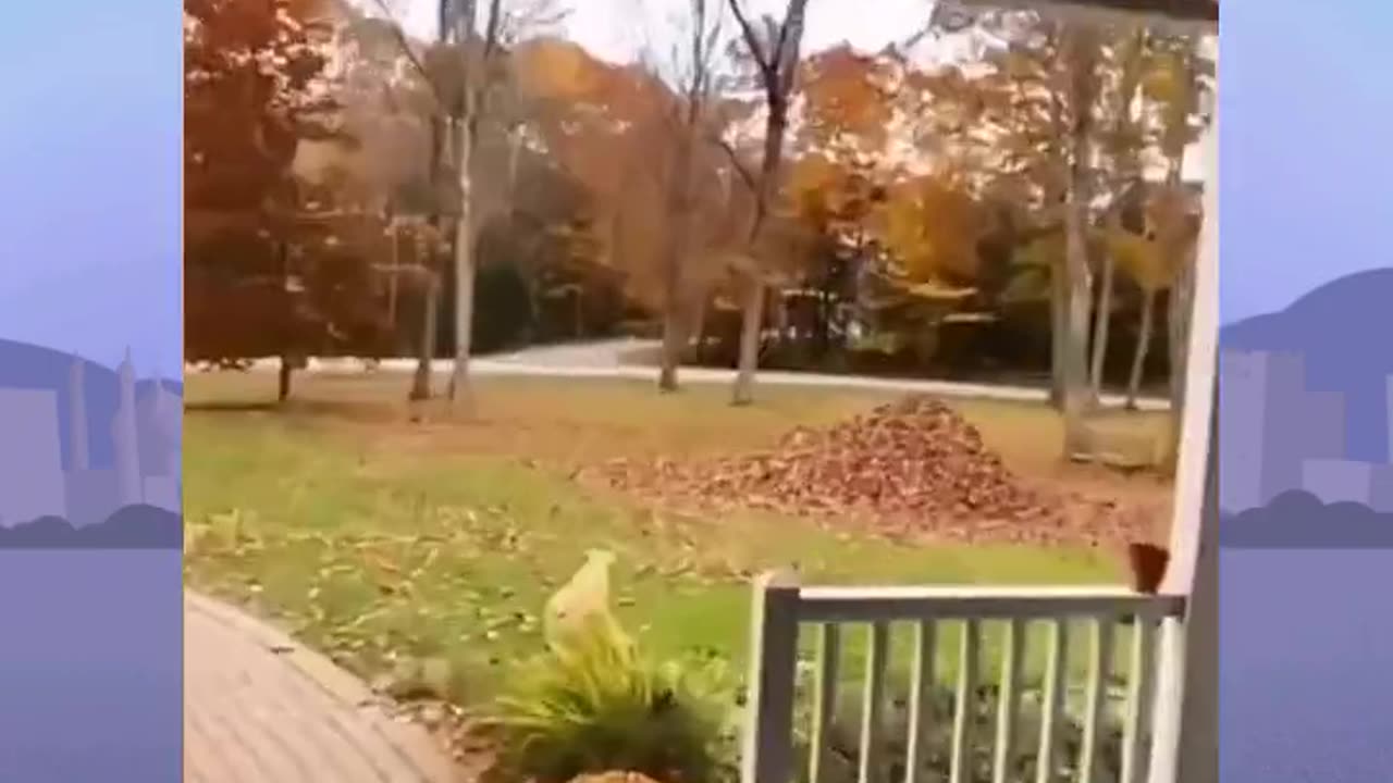 Funny Dogs