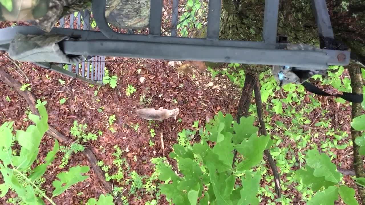 Bobcat Climbs Tree with Hunter