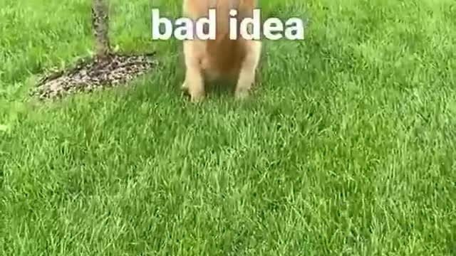 Cute funny dog slipping when he caught video