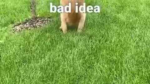 Cute funny dog slipping when he caught video