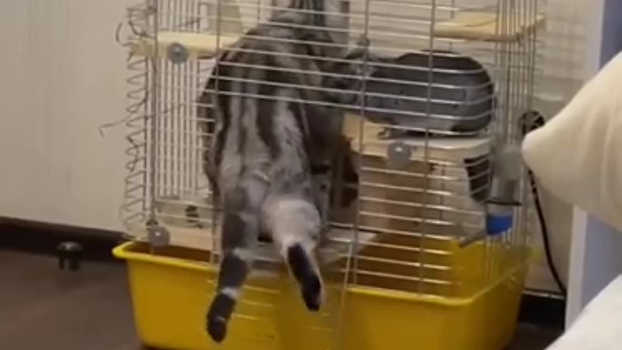 Funny animal - funny cats / dogs - funny animal videos 260