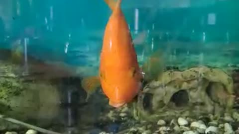 Fish spitting on humans 😄