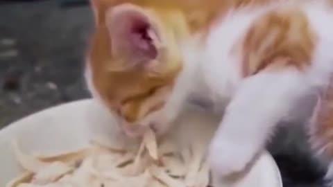 Best of the week! Funniest Cats And Dogs Video 😉
