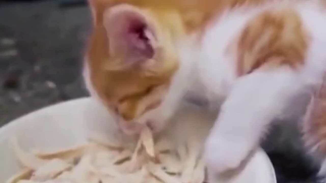 Best of the week! Funniest Cats And Dogs Video 😉