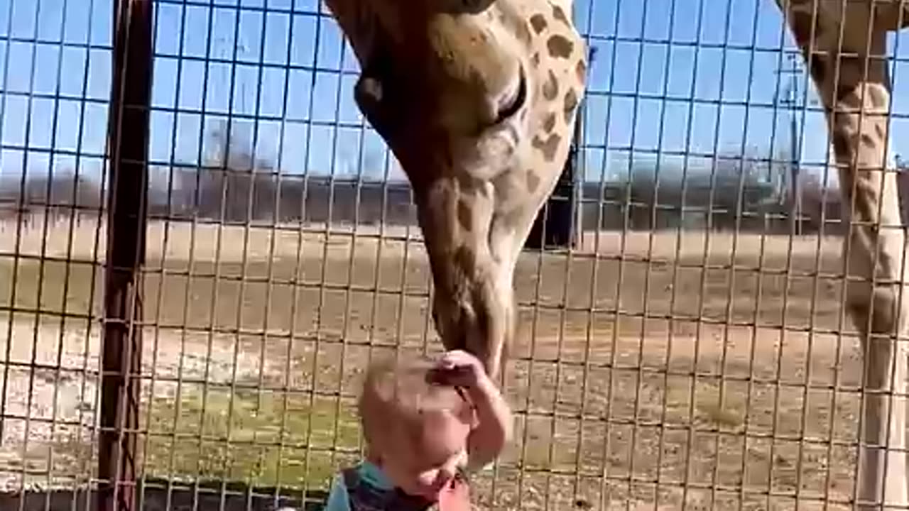 🦒💋 "Cute Giraffe Gives Baby Smooches!" - Heartwarming Moments in the Wild! 🌿💖