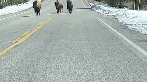 Friends have very different reactions to approaching herd of bison