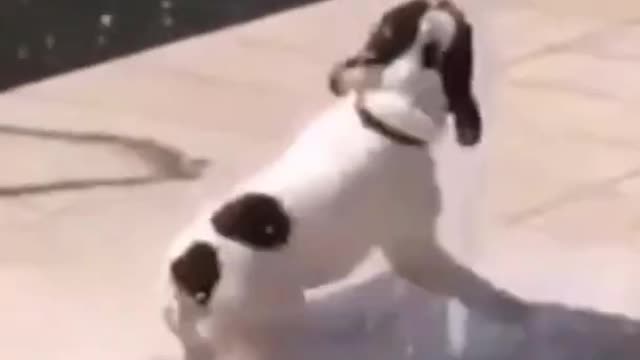 You Will Laugh In 10 Seconds 😂 - Top Funny Dog Videos of This Week #1