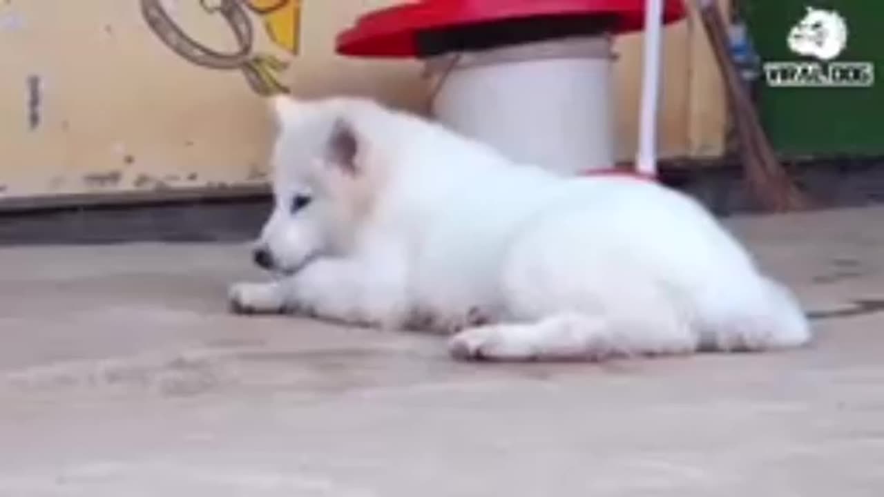 Dogs Funny videos