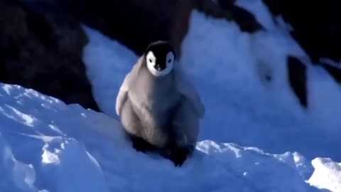 Penguins (When Things Are Tough, Count Your Blessings You Are Not A Penguin)