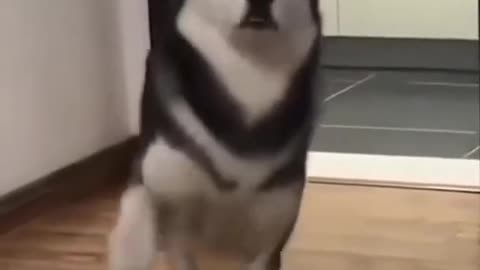 Husky's Funny Walk