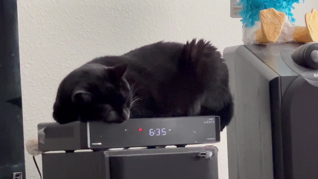 Adopting a Cat from a Shelter Vlog - Cute Precious Piper Makes Herself Fit on the Smaller Cable Box