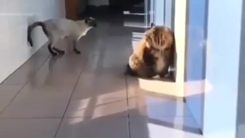 funny animal video