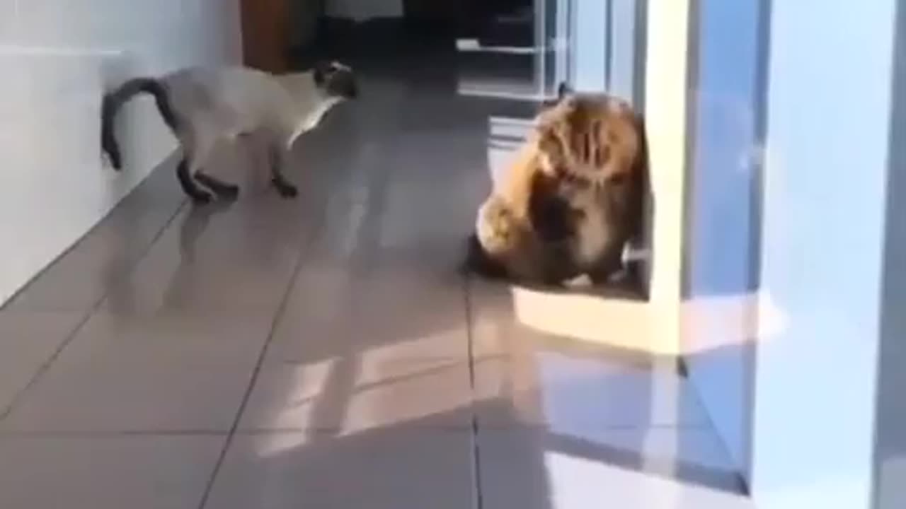 funny animal video