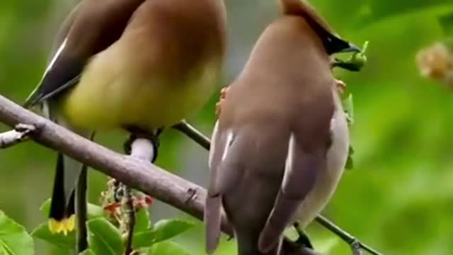 Pacific bird