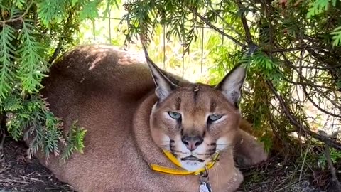 Big cat in Zoo USA News