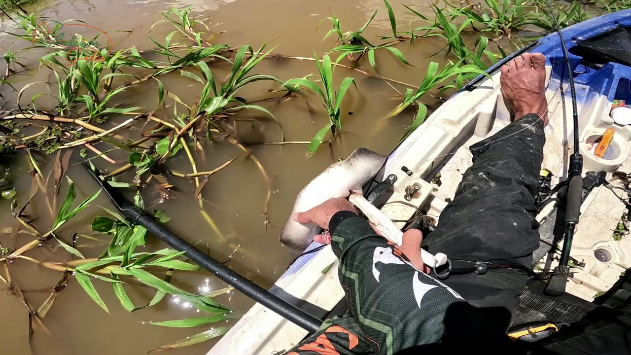 DANGEROUS CREATURE OF THE RIVERS OF THE AMAZON CRIATURA PERGIGOSA DOS RIOS DA AMAZONIA