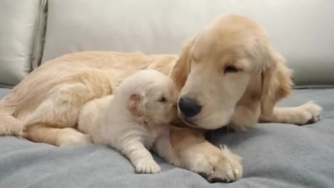 Golden Retriever Puppy Brother's head is the best bed ever