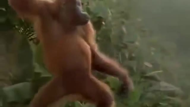 Funny chimpanzee