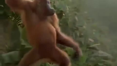 Funny chimpanzee