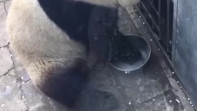 Giant panda Moolan