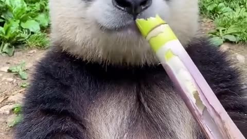 Cute belly panda