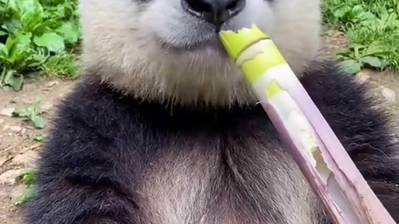 Cute belly panda