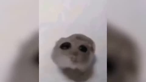 6 minutes of random memes