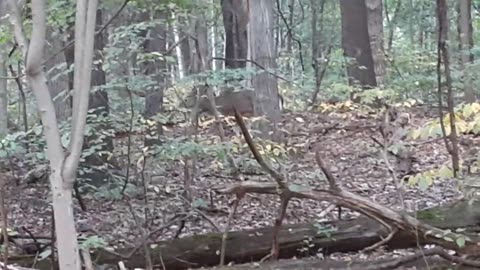 [Cyraxx Youtube 2021-10-24] chilling in the woods