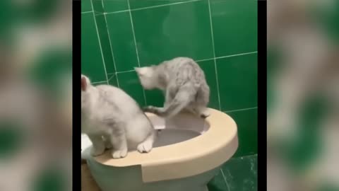 You Laugh You lose 😍| Cute and Funny Cats Videos Compilation , Aww Animals Videos 💩🐱
