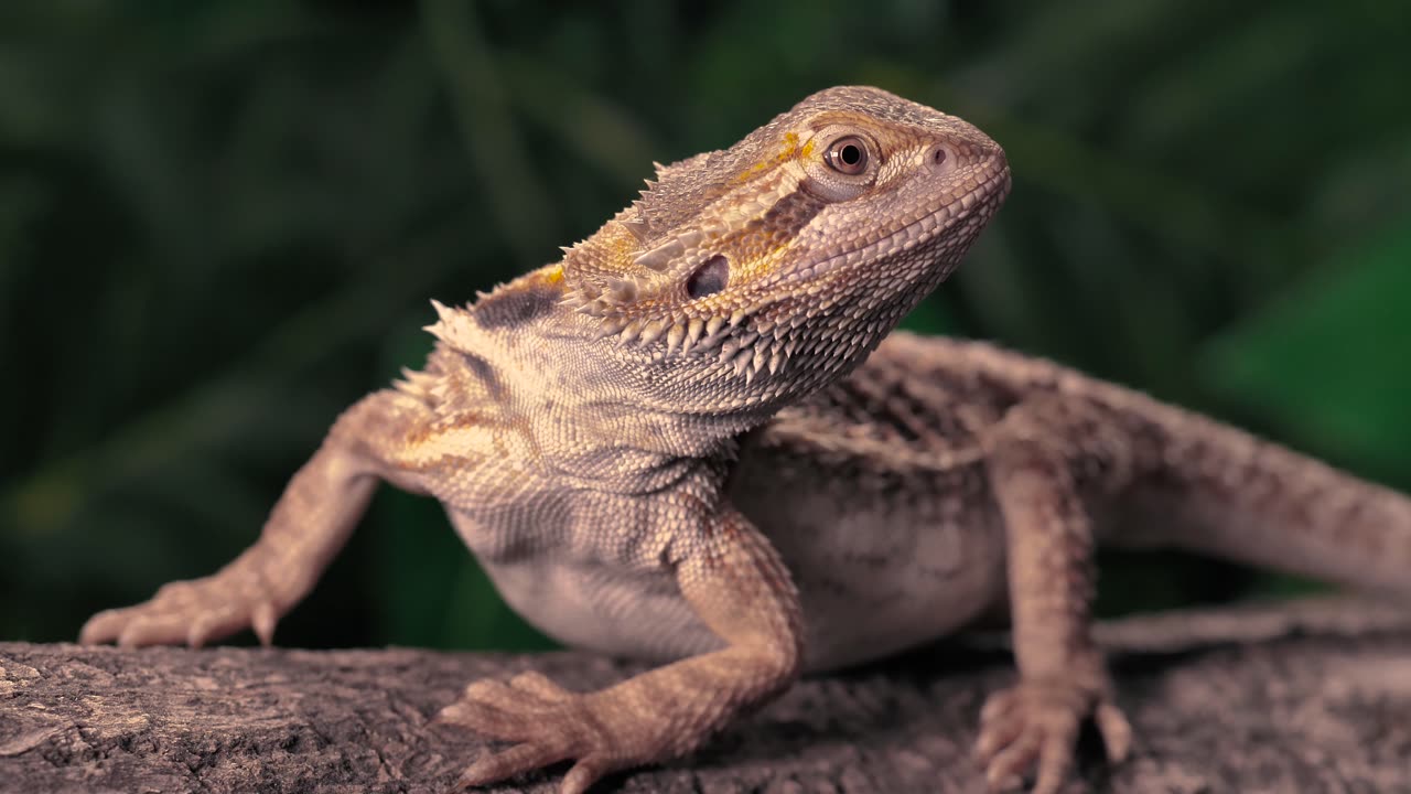 Lizard over a trunk at nature closeup