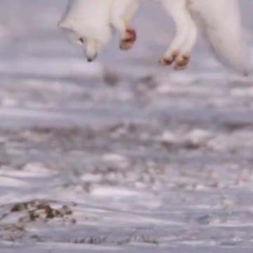 Arctic Fox Jumping in Snow