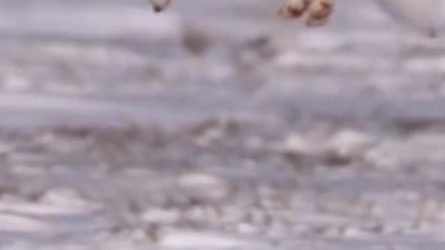 Arctic Fox Jumping in Snow