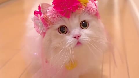 Flower cat