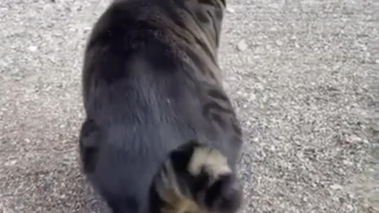 Funny Animal Videos Of The Day 001