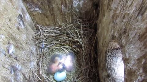 Guy Checks on Newborn Bluebirds in Nesting House on His Porch