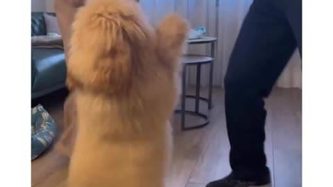 Standing and dancing doggy