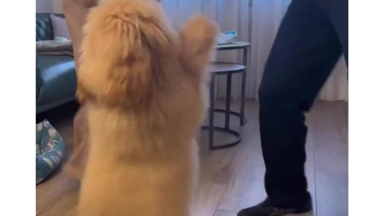 Standing and dancing doggy