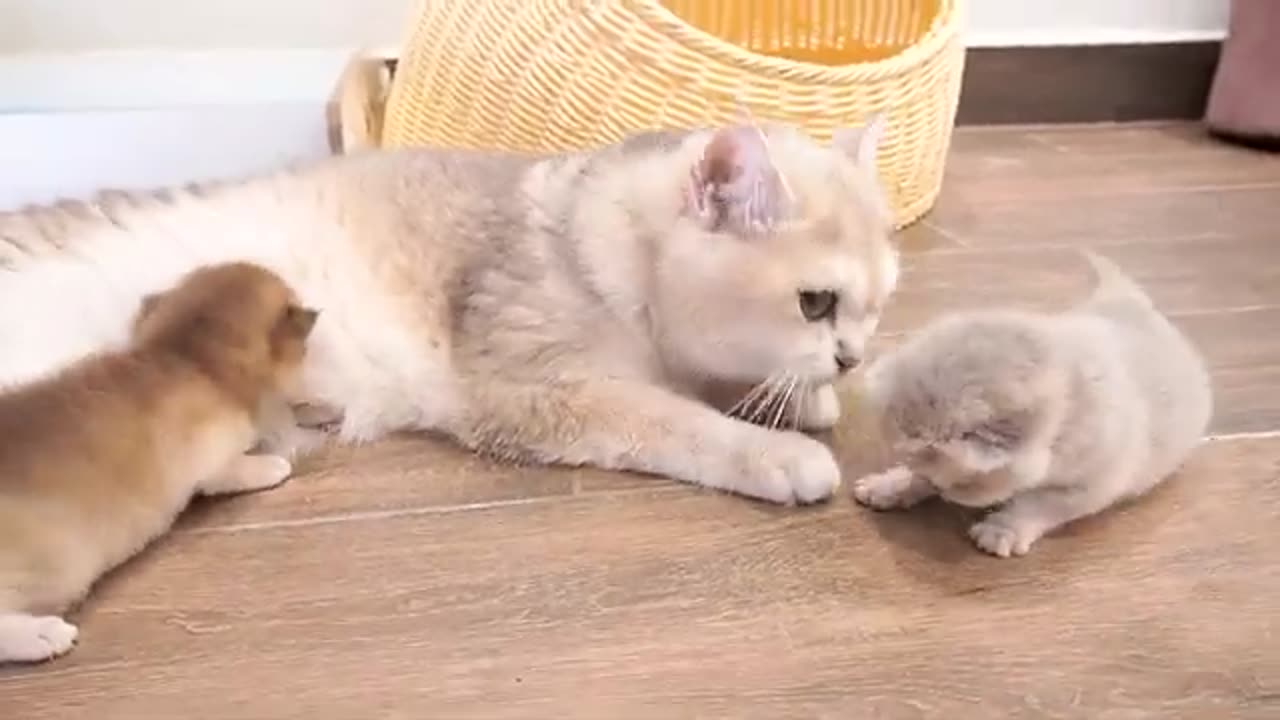 Kittens asks Mom cat to play outside as soon as they wake up