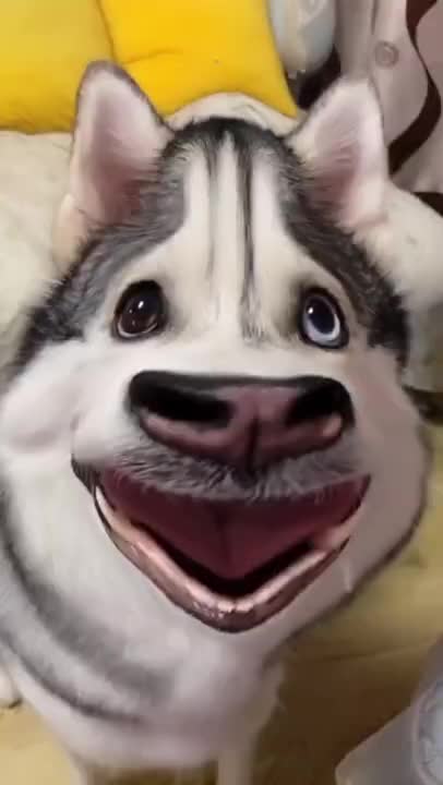 Husky: I Can Dance 😃😃😃 - Funny Animal Videos 2021