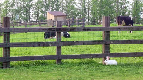 Country Side Farm Animals Cows Rabbits Grass