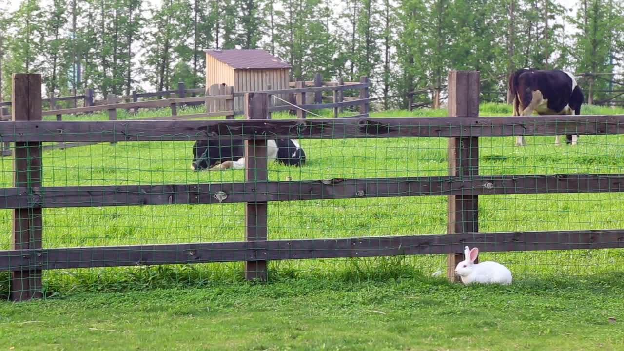 Country Side Farm Animals Cows Rabbits Grass