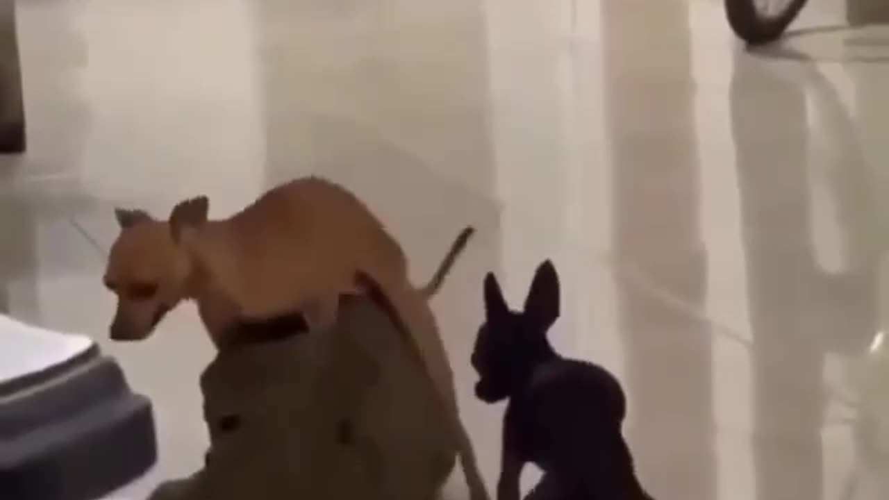 TRY NOT TO LAUGH 😆 Best Funny Videos Compilation 😂😁😆