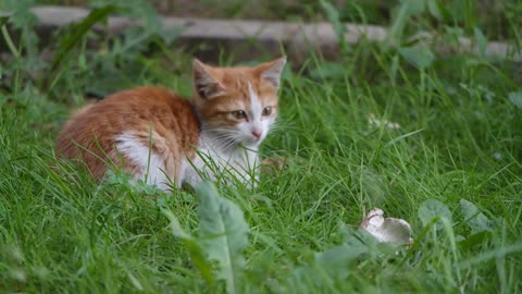 cat playing in the garden